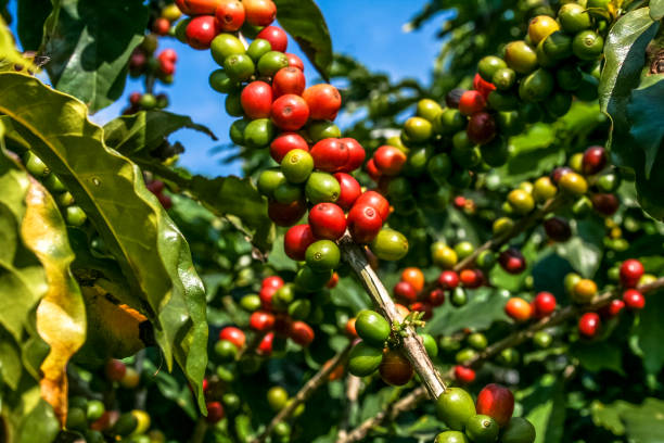 Histoire &amp; origines du caf&eacute;